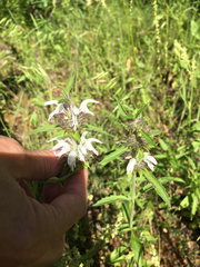 Monarda clinopodioides