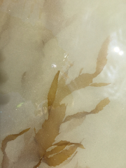 Desmarestia ligulata