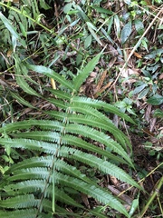 Pseudocyclosorus esquirolii