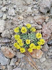 Draba nivicola