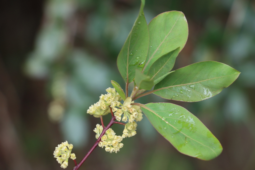 Litsea rubescens (Litsea rubescens)