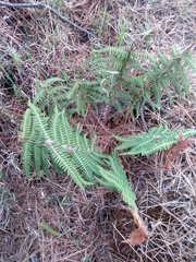 Polystichum speciosissimum