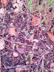 Trifolium dichotomum