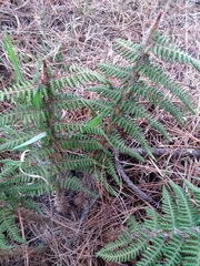 Polystichum speciosissimum