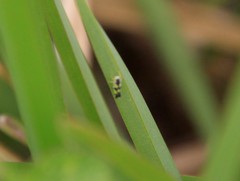 Protalebrella brasiliensis