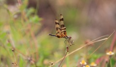 Celithemis eponina