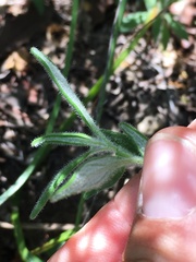 Monardella hypoleuca lanata