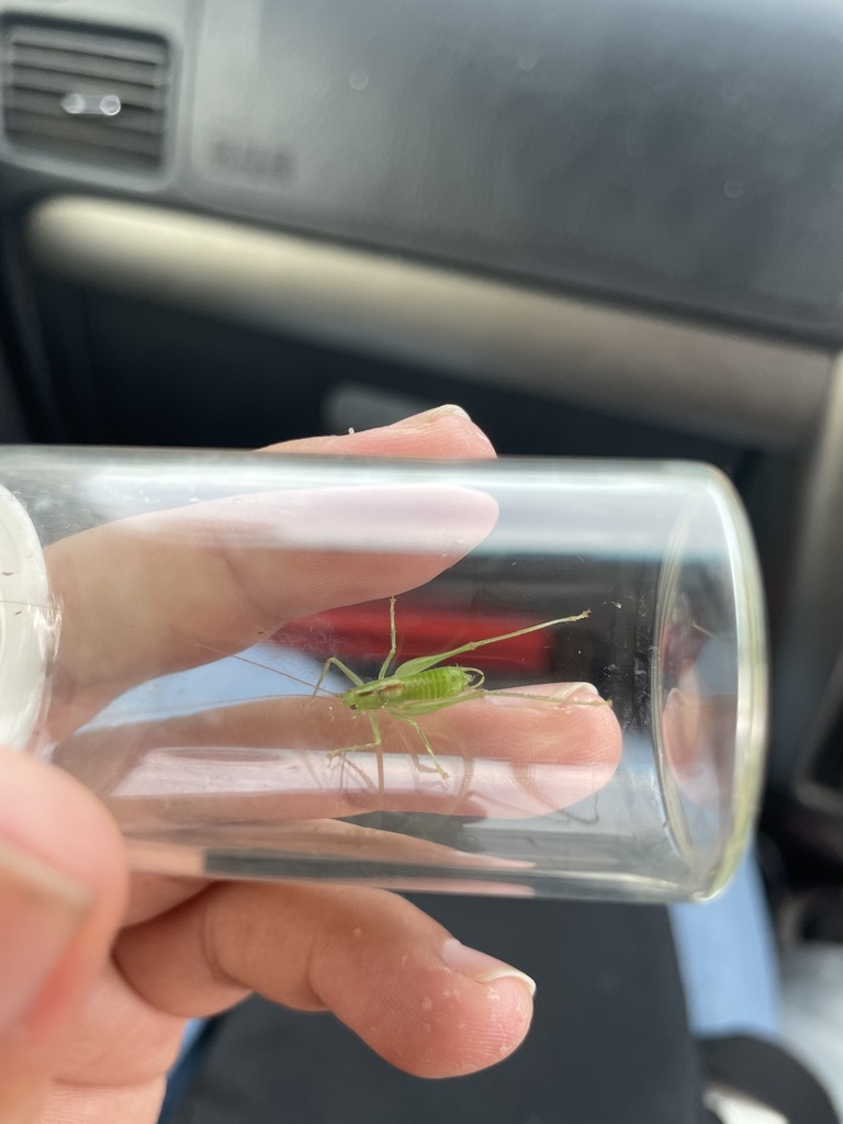 Tettigoniopsis ehimensis