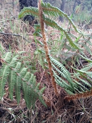 Polystichum speciosissimum