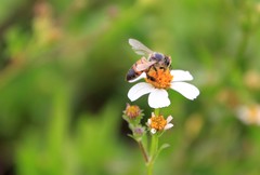 Apis mellifera