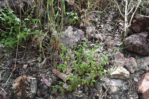 Coleus scutellarioides