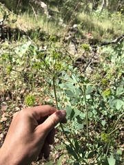 Lomatium californicum