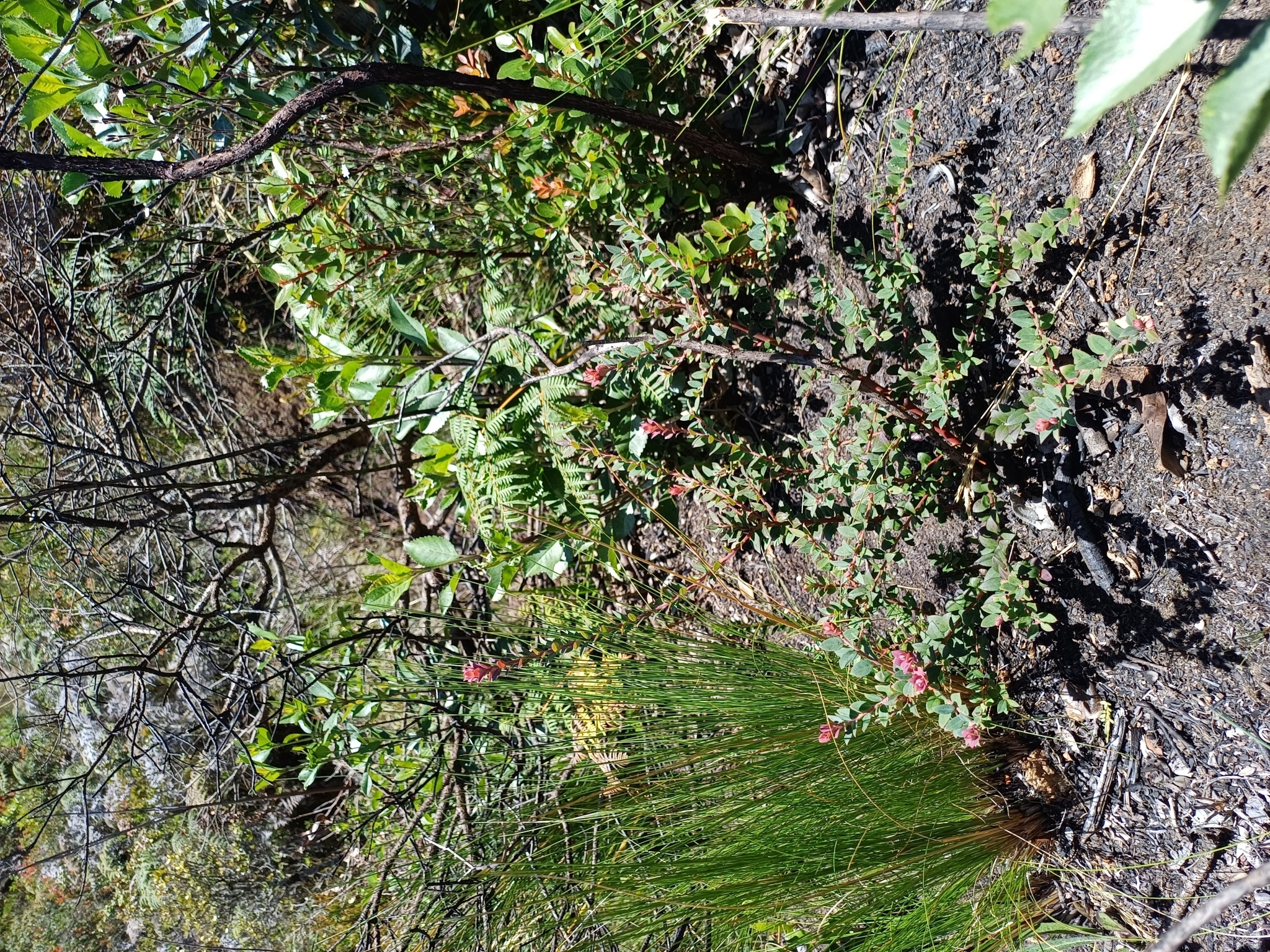 Vaccinium floribundum image