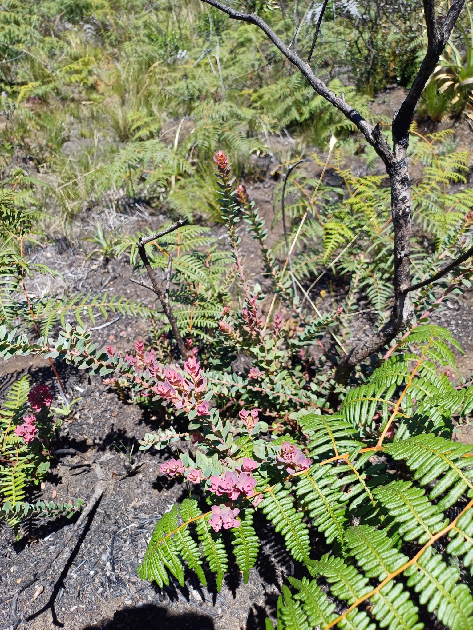 Vaccinium floribundum image