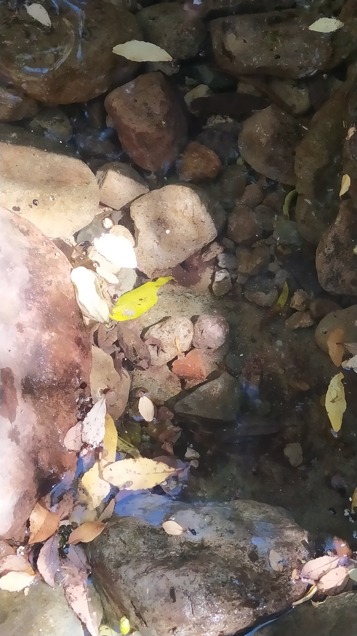 Alsodes cantillanensis Charrier, Correa-Quezada, Castro & Méndez-Torres, 2015