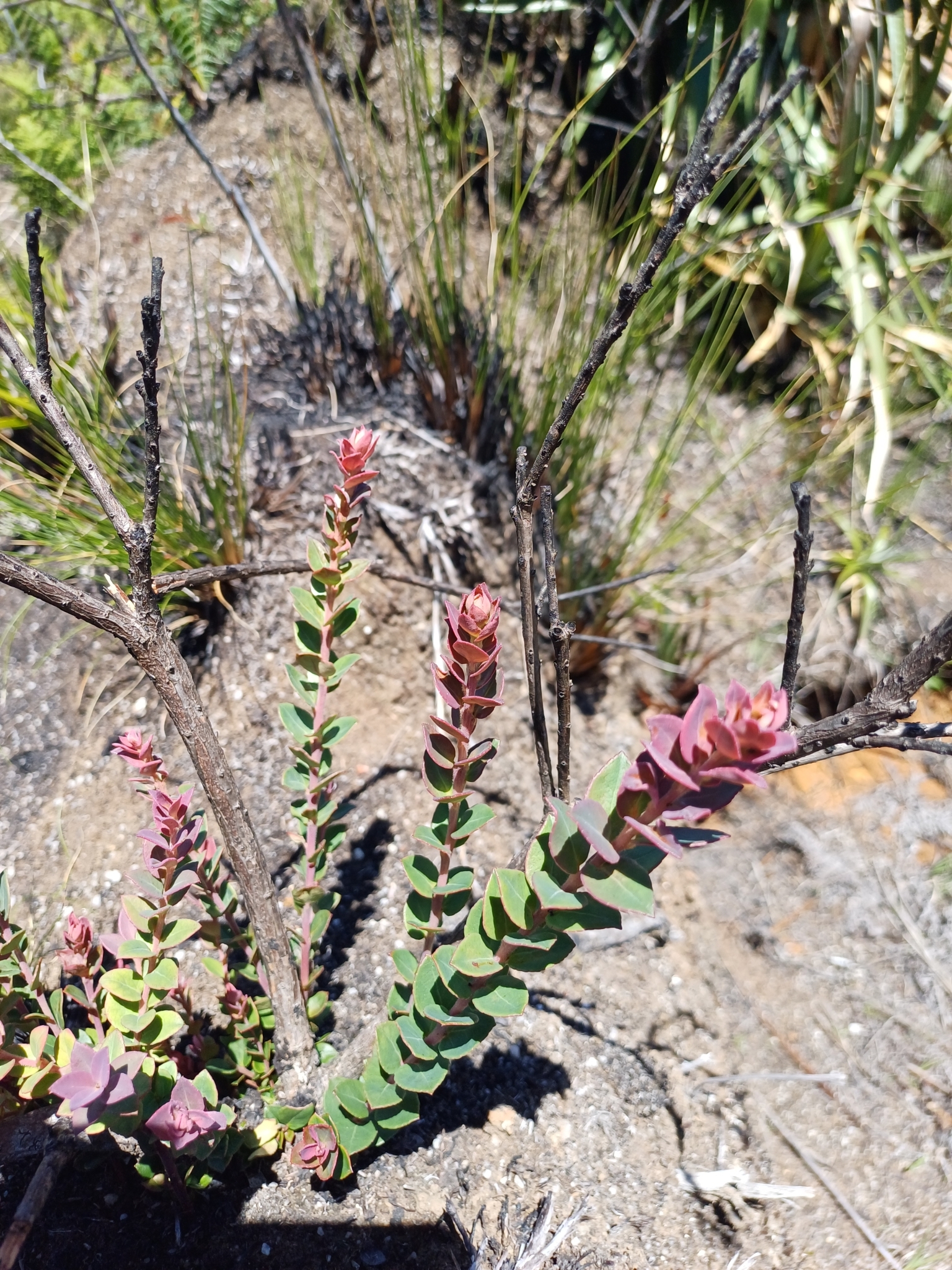 Vaccinium floribundum image