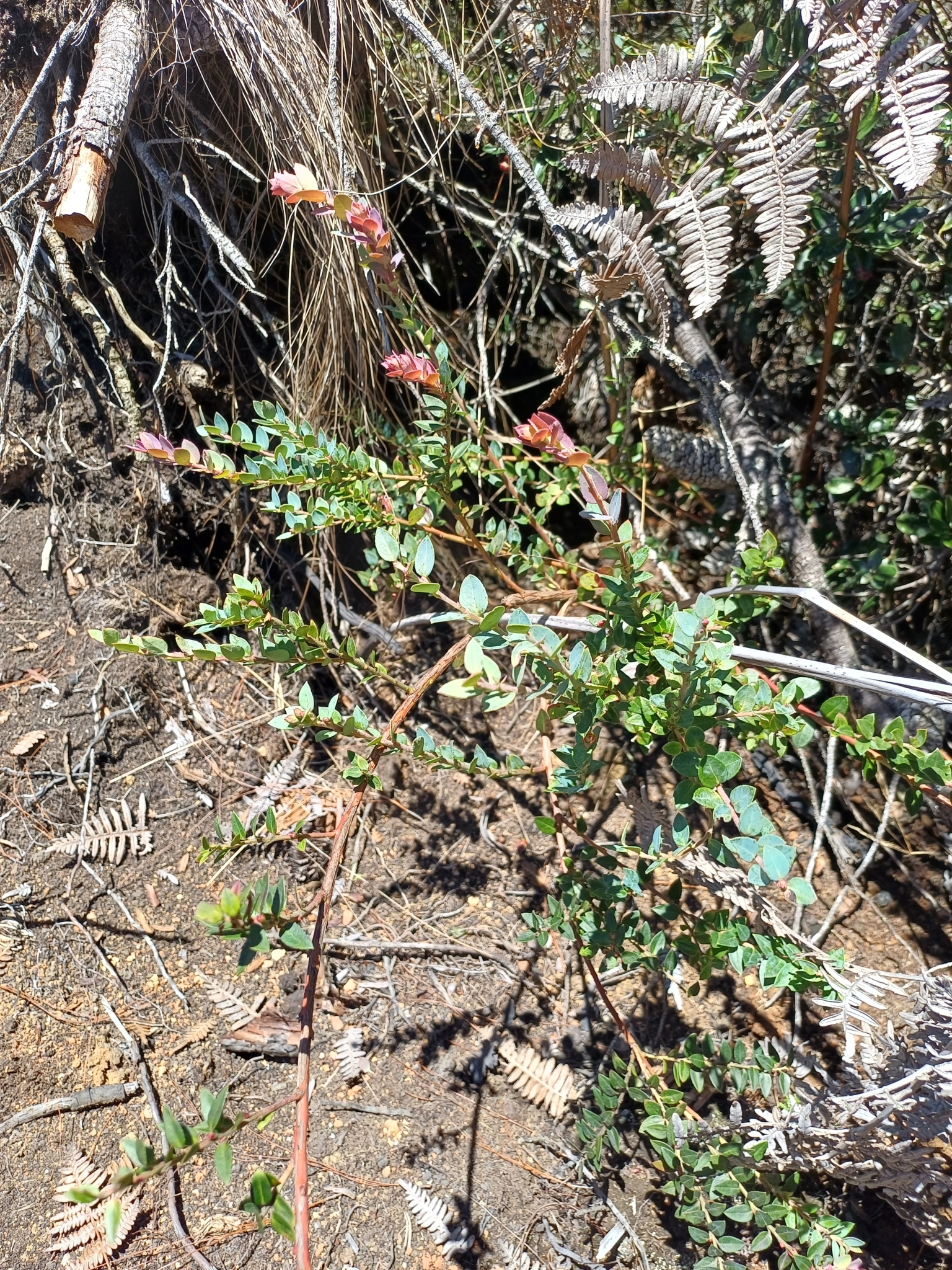 Vaccinium floribundum image