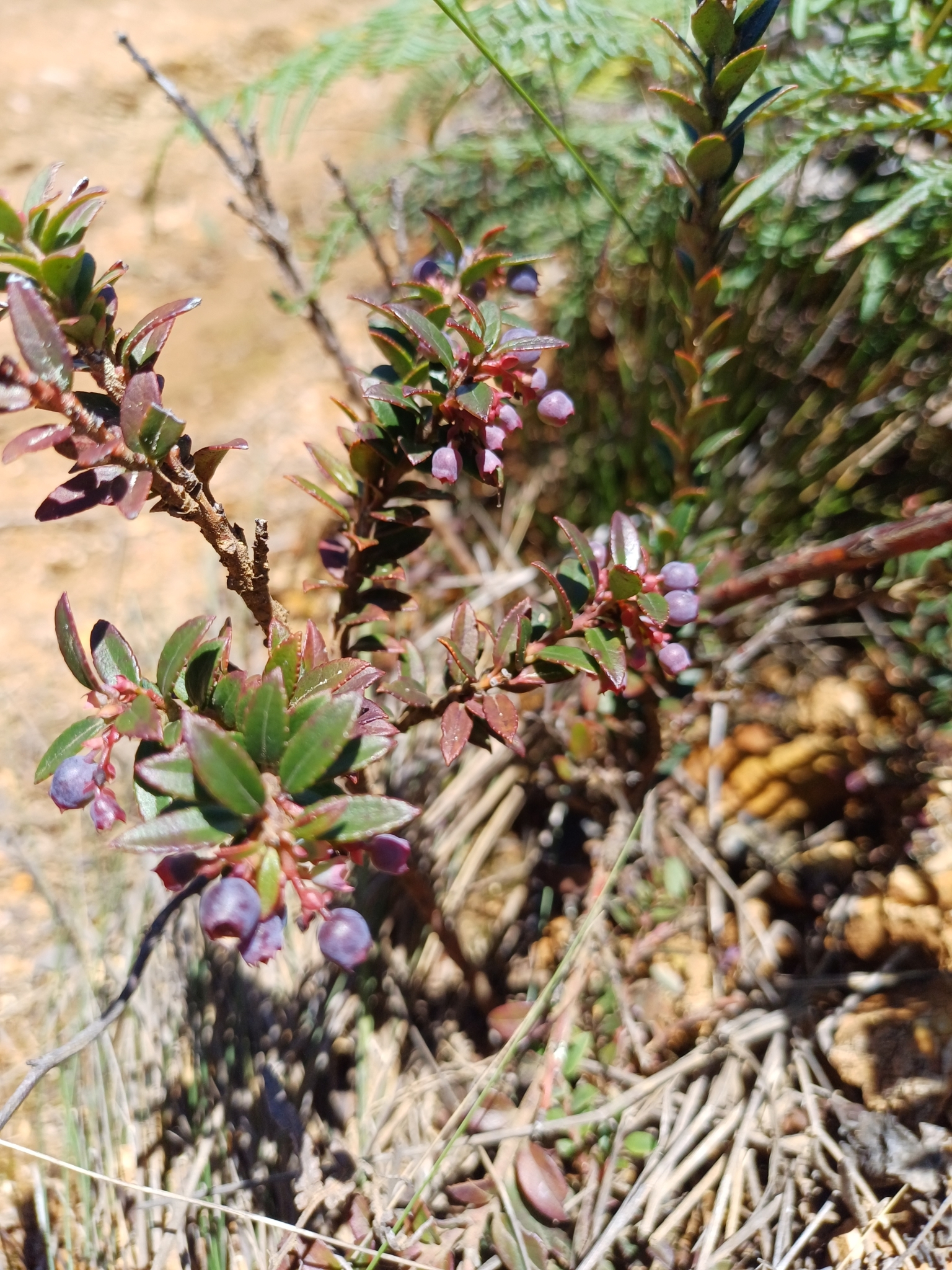 Vaccinium floribundum image