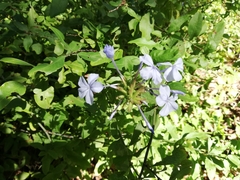 Plumbago auriculata