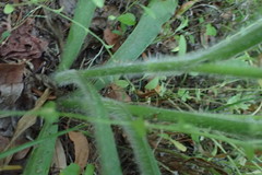 Tradescantia reverchonii