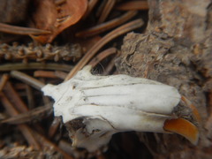 Thomomys talpoides