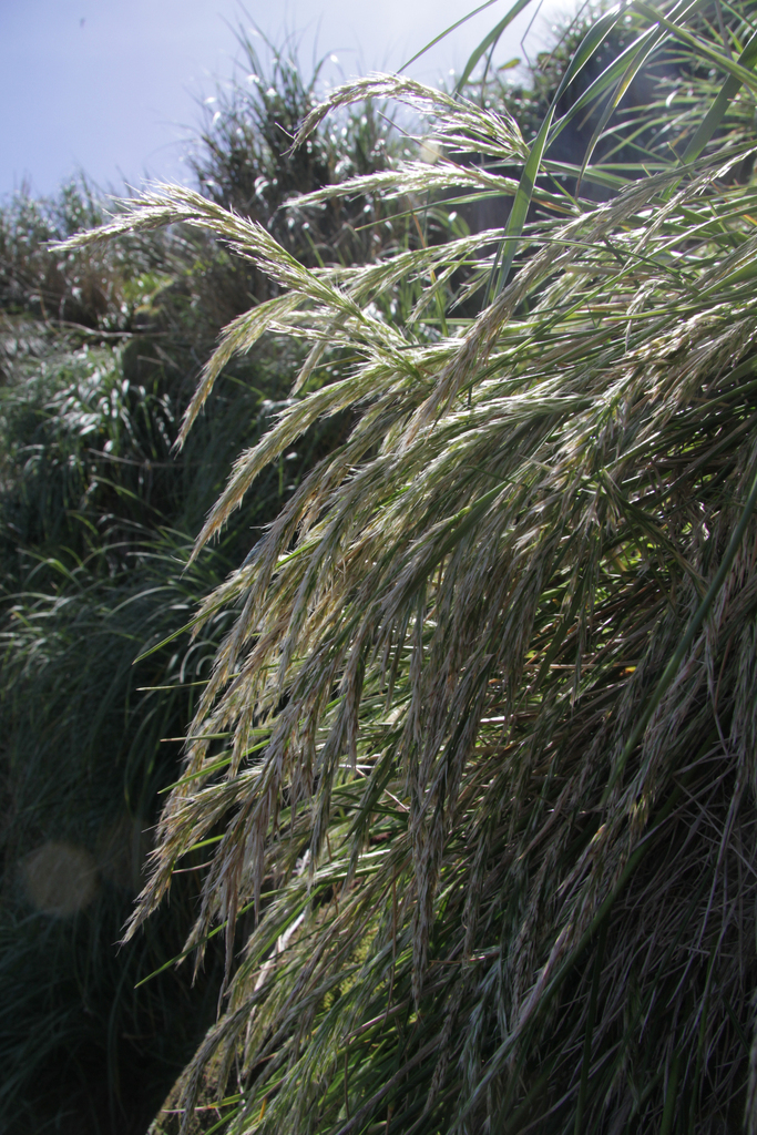 Deschampsia christophersenii