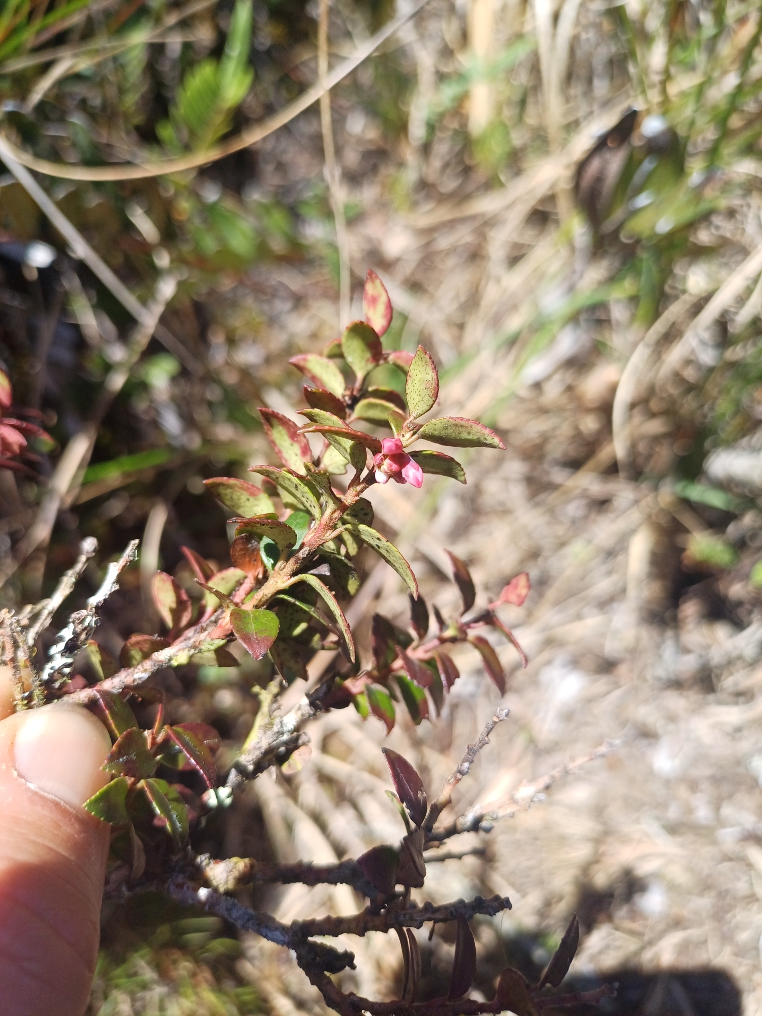 Vaccinium floribundum image
