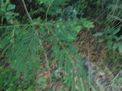 Albizia julibrissin julibrissin