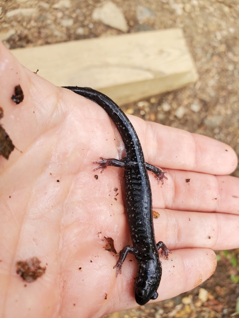 Southern Appalachian Salamander in March 2024 by Wes Boone · iNaturalist