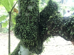 Hura crepitans