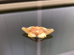 Pyrinioides sinuosus