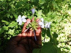 Plumbago auriculata