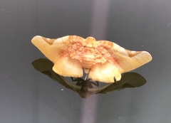 Pyrinioides sinuosus