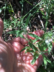 Monardella hypoleuca lanata