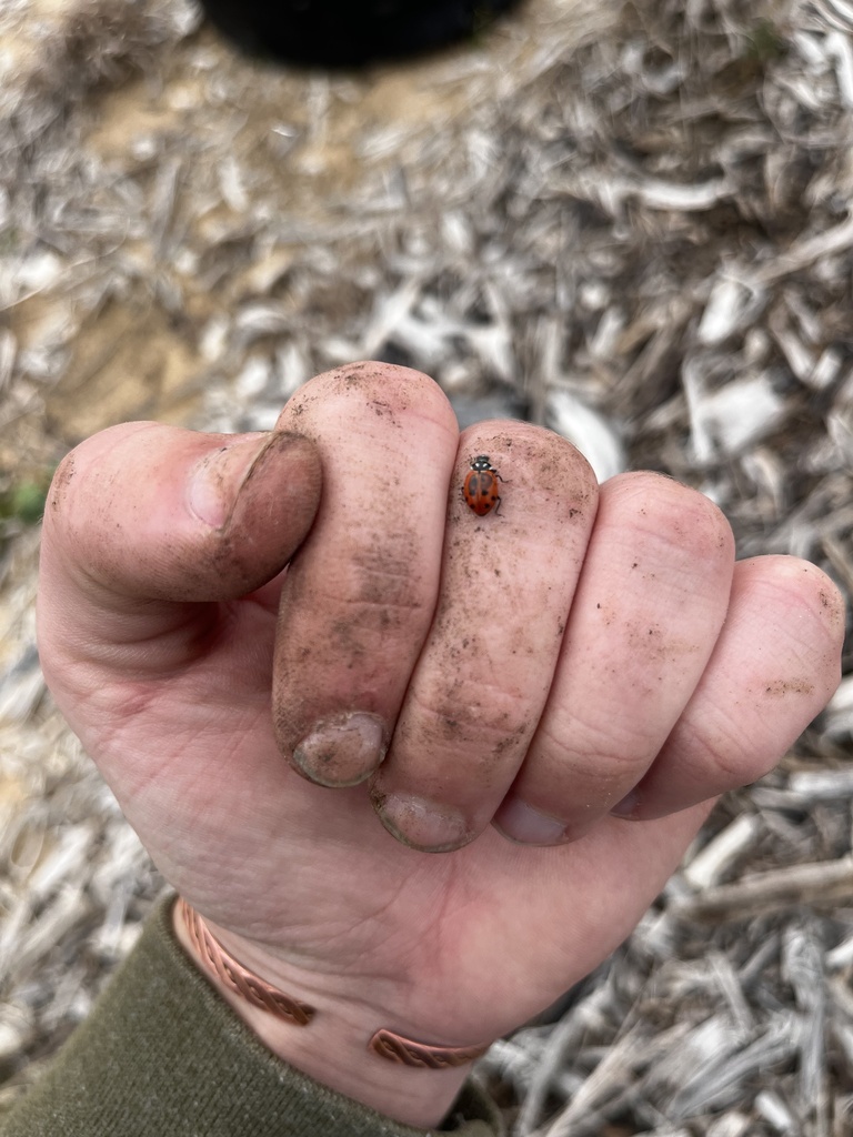 Convergent Lady Beetle from N Wolfe Nursery Rd, Stephenville, TX, US on