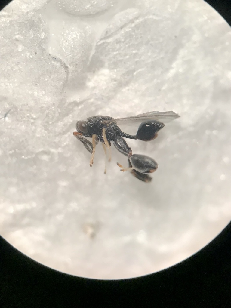 Conura melana