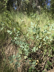 Lomatium californicum