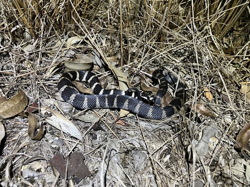 Stephens' Banded Snake sighting
