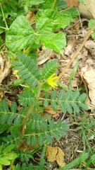 Tribulus taiwanense