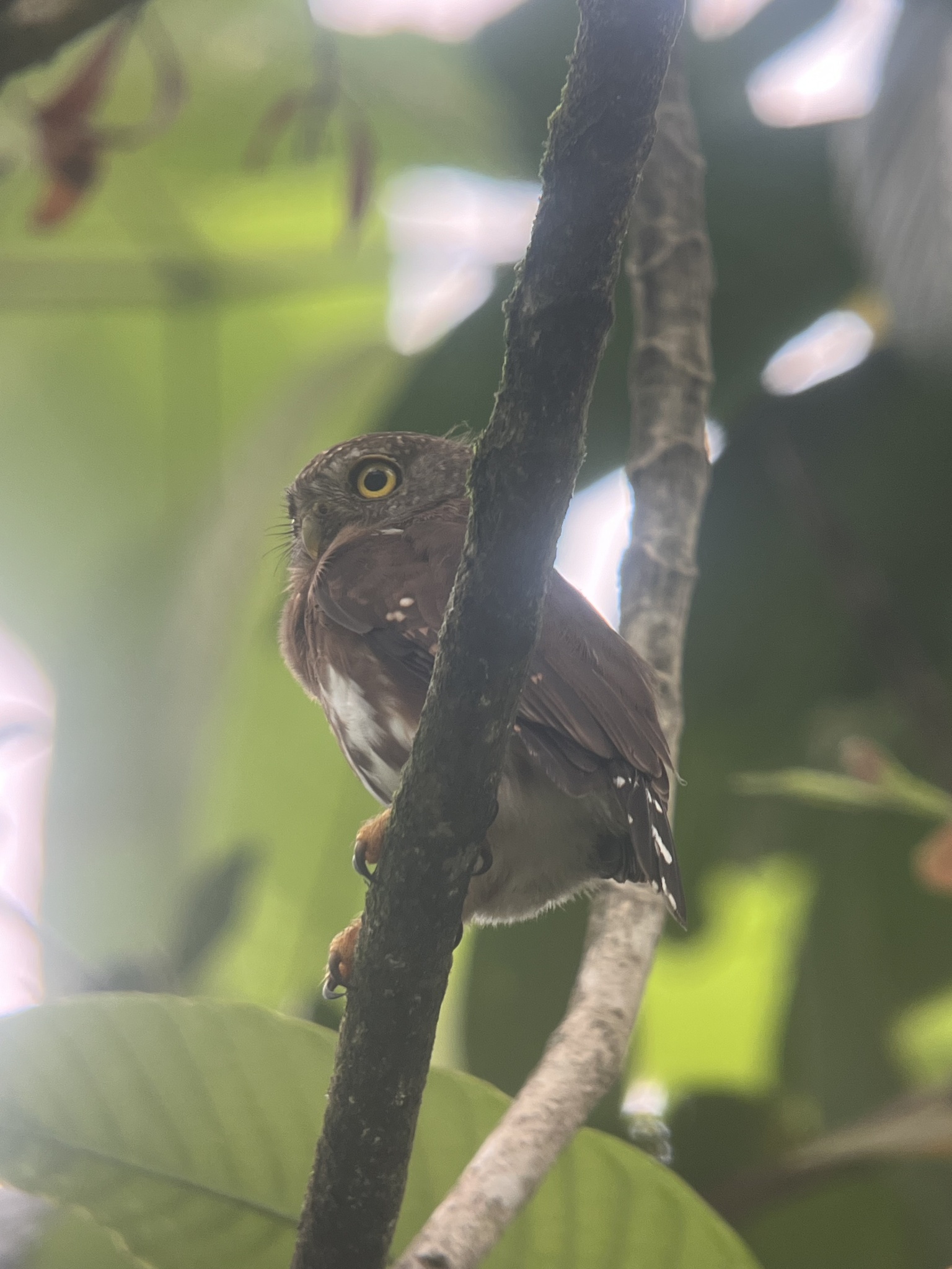 Central American Pygmy Owl (Glaucidium griseiceps), photo 2