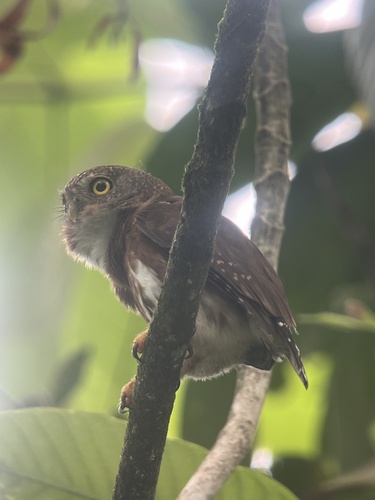 Central American Pygmy Owl (Glaucidium griseiceps), photo 4