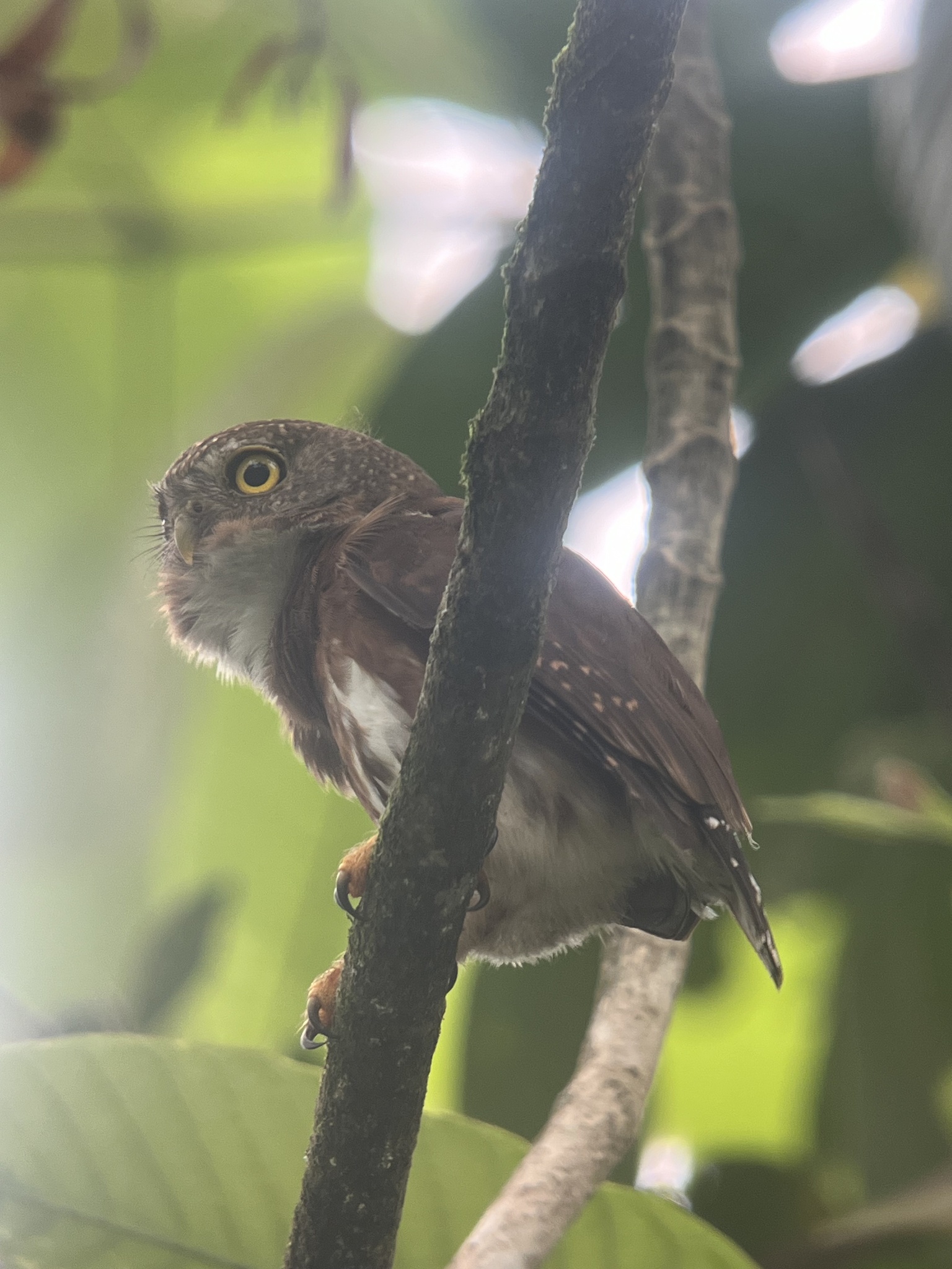 Central American Pygmy Owl (Glaucidium griseiceps), photo 4