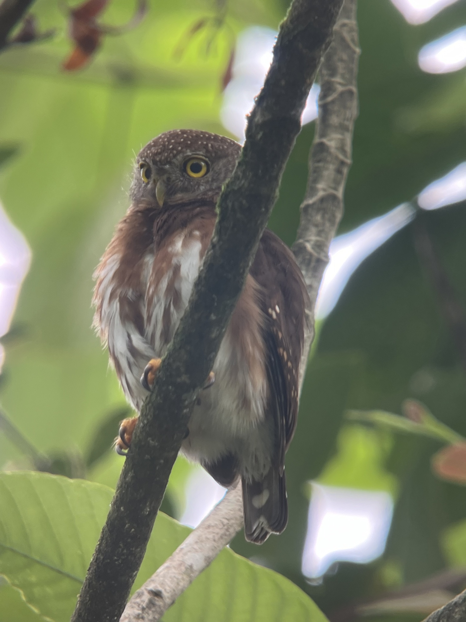 Central American Pygmy Owl (Glaucidium griseiceps), photo 5