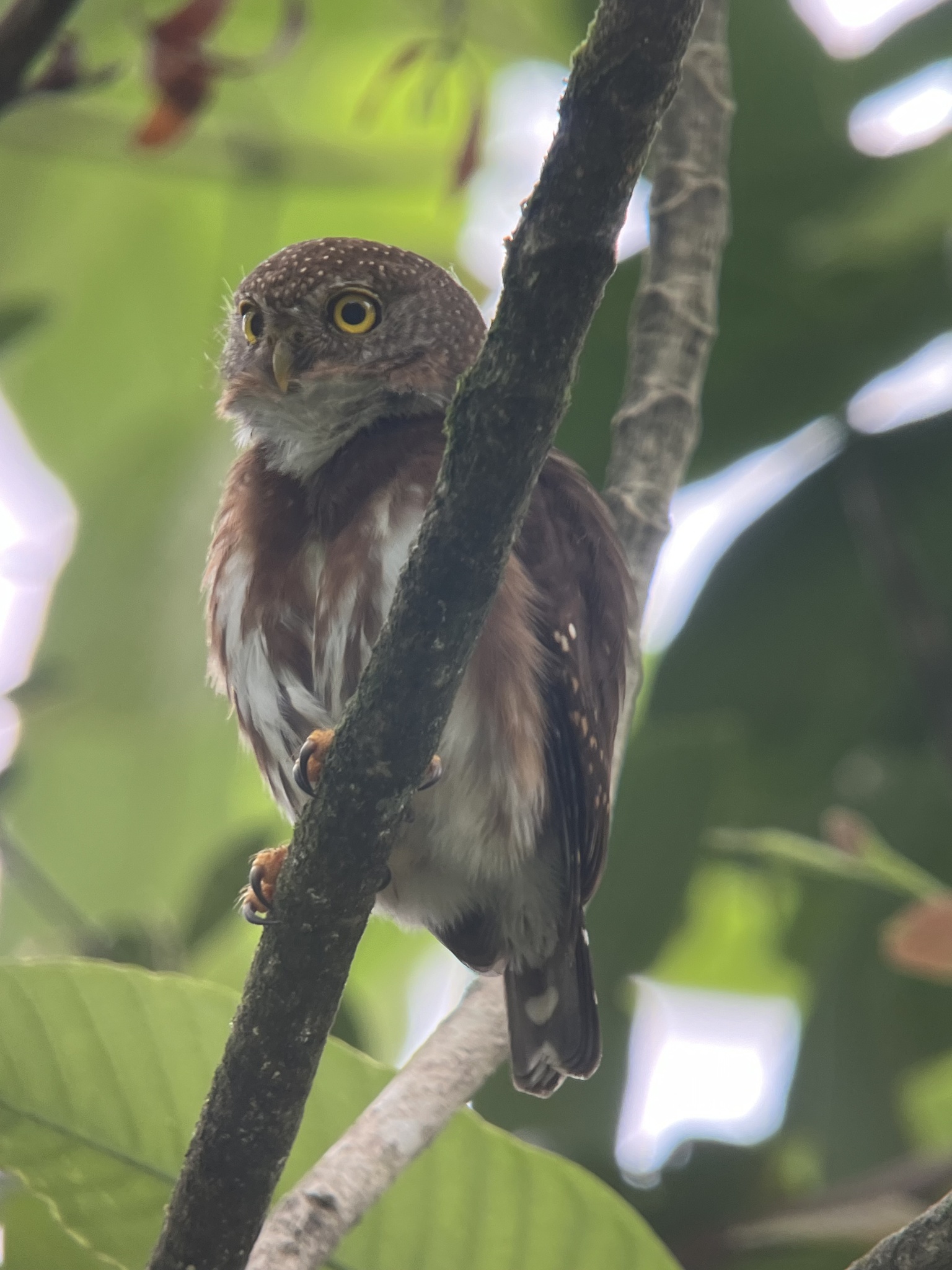 Central American Pygmy Owl (Glaucidium griseiceps), photo 1