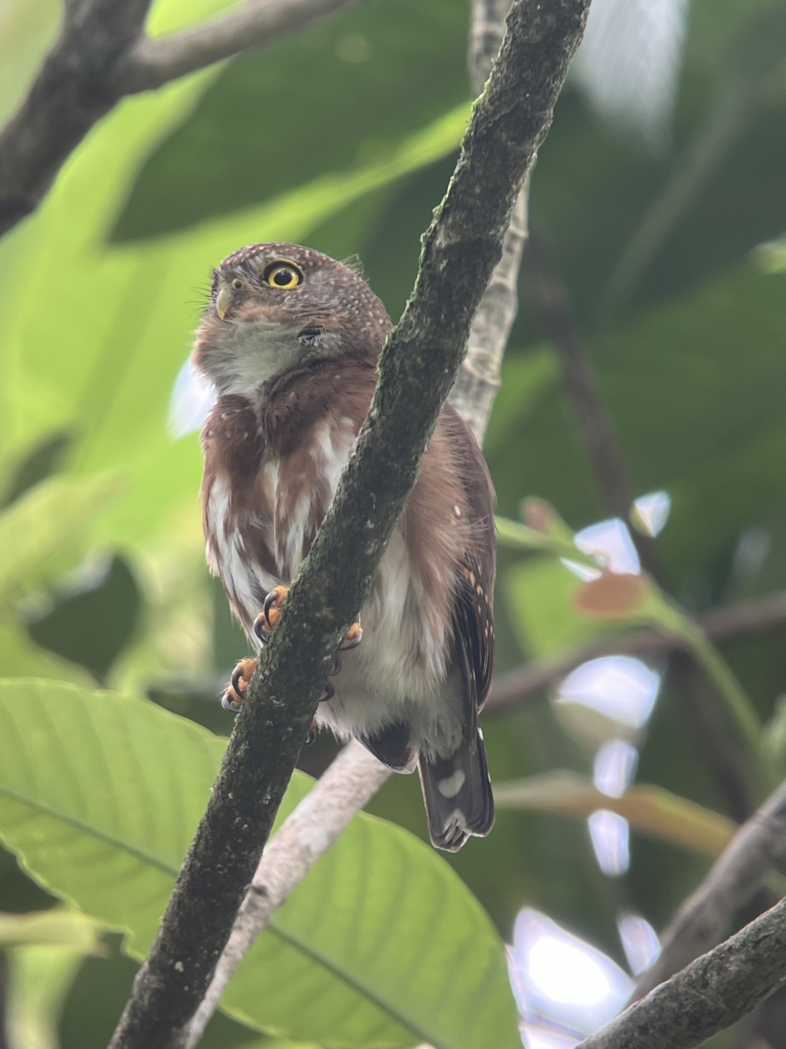 Central American Pygmy Owl (Glaucidium griseiceps), photo 6