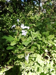 Plumbago auriculata