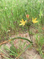 Triteleia ixioides ixioides