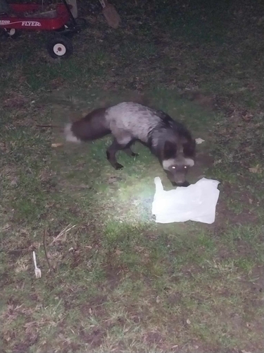 Red Fox photographed in Illinois