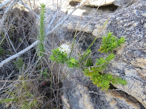 Stilbe rupestris (Stilbe rupestris)