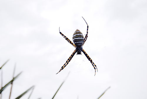 Banded Garden Spider